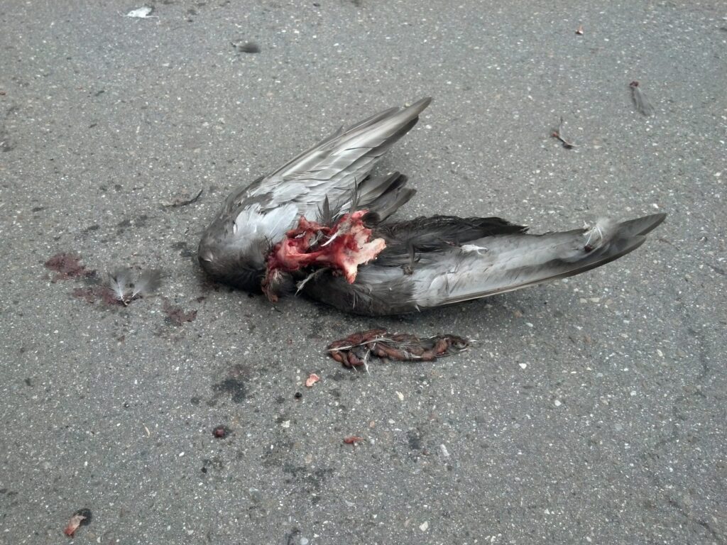 wings ripped from a bird on the pavement